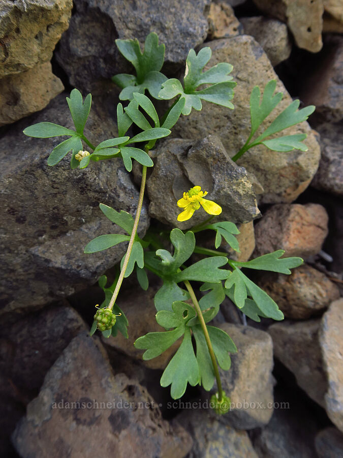 basalt buttercup (Ranunculus basalticus) [Bear Canyon, Yakima County, Washington]