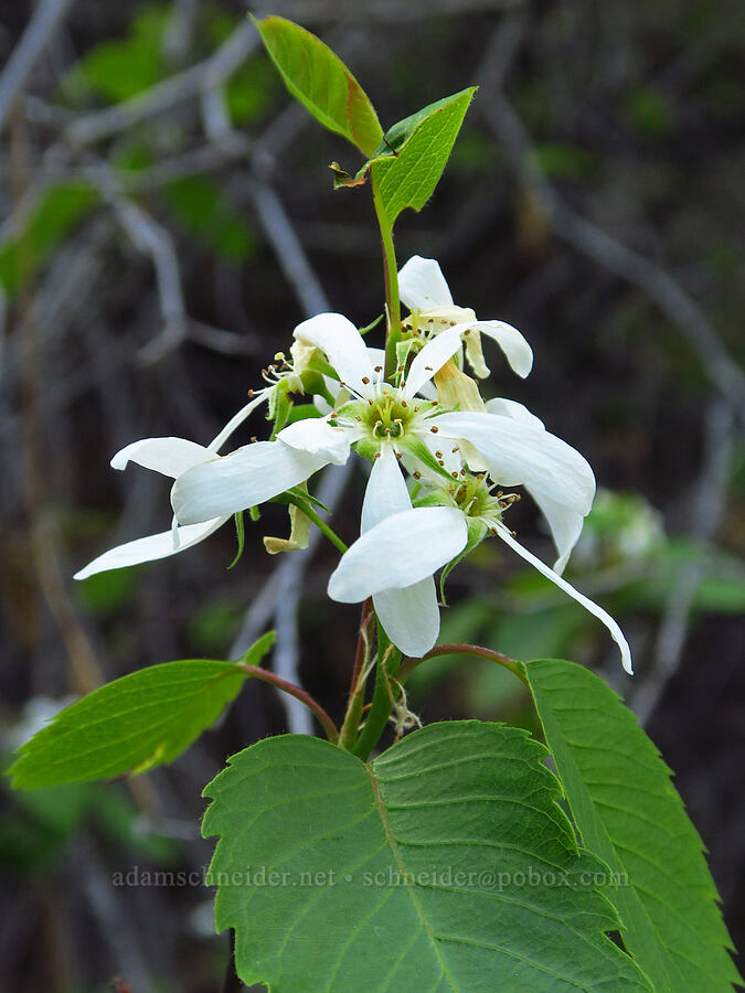 serviceberry flowers (Amelanchier alnifolia) [Bear Canyon Trail, Yakima County, Washington]