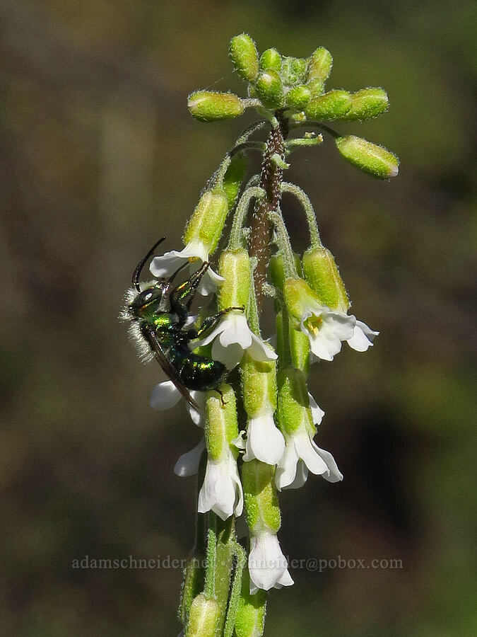 metallic green bee on drop-seed rock-cress (Boechera pendulocarpa (Arabis holboellii var. pendulocarpa)) [Bear Canyon Trail, Yakima County, Washington]