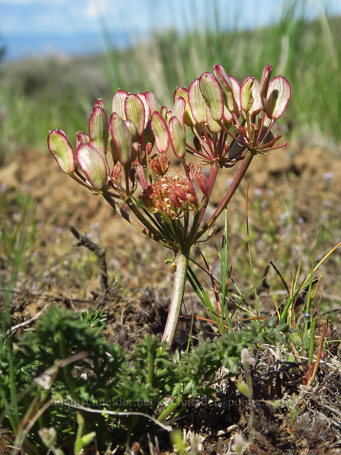 Canby's desert parsley, going to seed (Lomatium canbyi (Cogswellia canbyi)) [L.T. Murray/Quilomene Wildlife Area, Kittitas County, Washington]