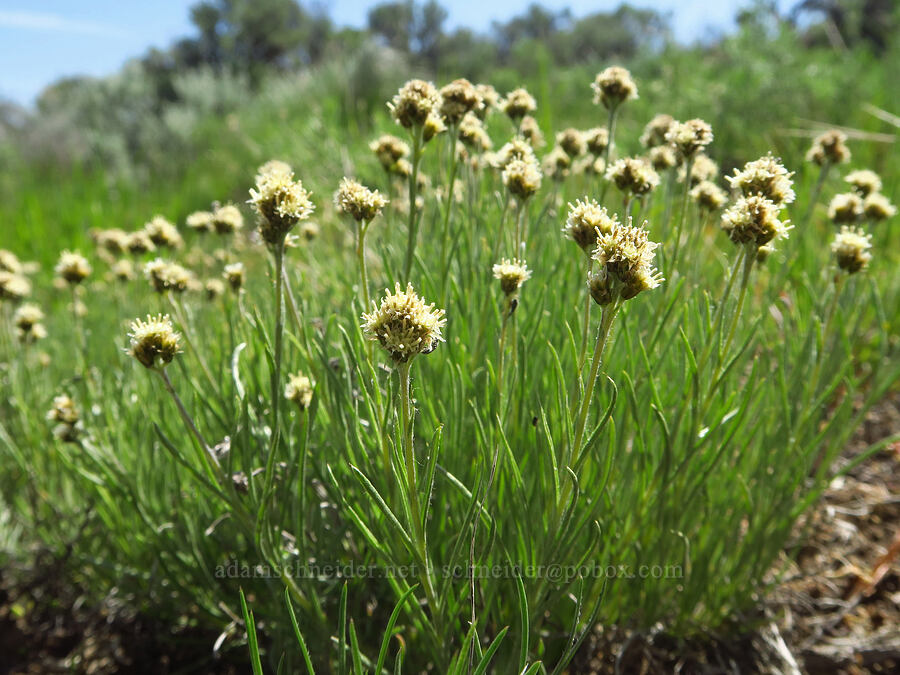 narrow-leaf pussy-toes (male flowers) (Antennaria stenophylla) [L.T. Murray/Quilomene Wildlife Area, Kittitas County, Washington]