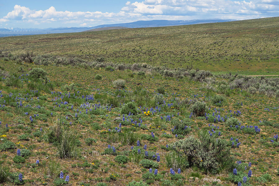 wildflowers & sagebrush (Lupinus saxosus (Lupinus polyphyllus var. saxosus), Nestotus stenophyllus (Haplopappus stenophyllus), Balsamorhiza hookeri, Artemisia tridentata) [L.T. Murray/Quilomene Wildlife Area, Kittitas County, Washington]