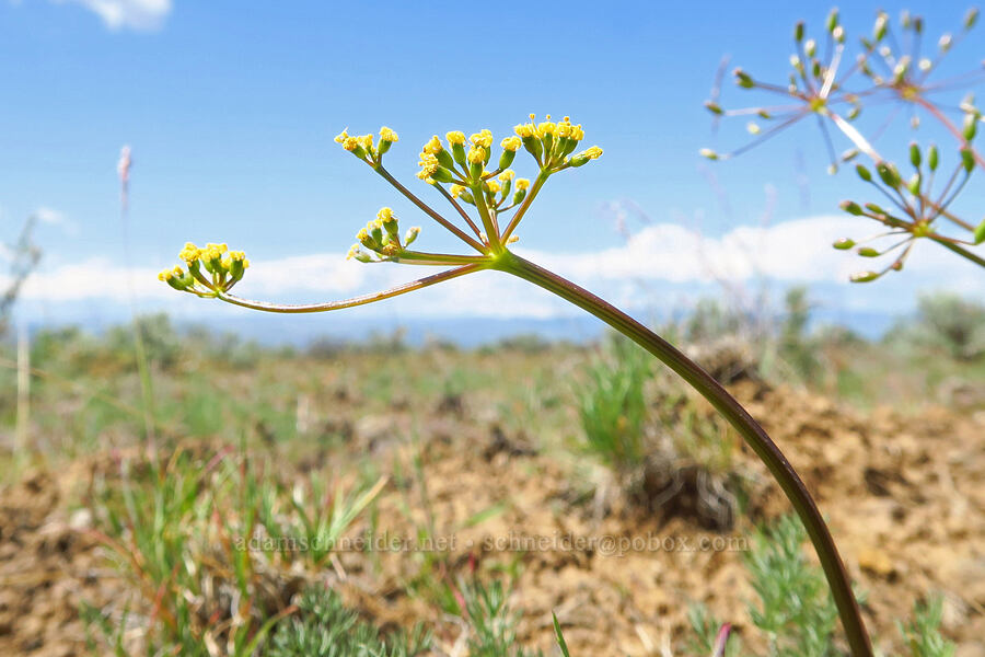 Umtanum desert parsley (Lomatium quintuplex) [L.T. Murray/Quilomene Wildlife Area, Kittitas County, Washington]