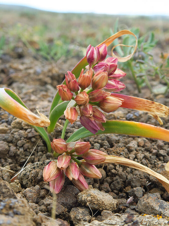 scilla-like onion (Allium scilloides) [L.T. Murray/Quilomene Wildlife Area, Kittitas County, Washington]