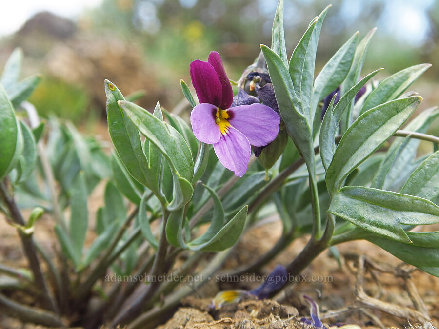 sagebrush violet (Viola trinervata) [L.T. Murray/Quilomene Wildlife Area, Kittitas County, Washington]