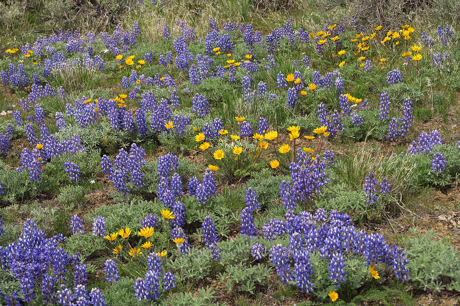 rock lupines & Hoooker's balsamroot (Lupinus saxosus (Lupinus polyphyllus var. saxosus), Balsamorhiza hookeri) [L.T. Murray/Quilomene Wildlife Area, Kittitas County, Washington]