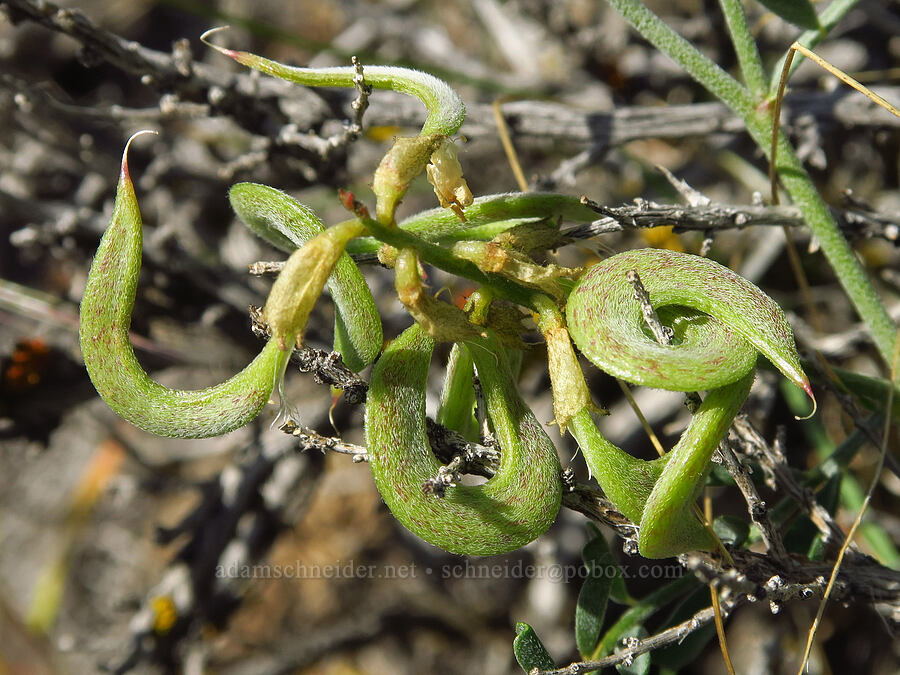 spiral-pod milk-vetch seed pods (Astragalus speirocarpus) [Ginkgo Petrified Forest State Park, Kittitas County, Washington]