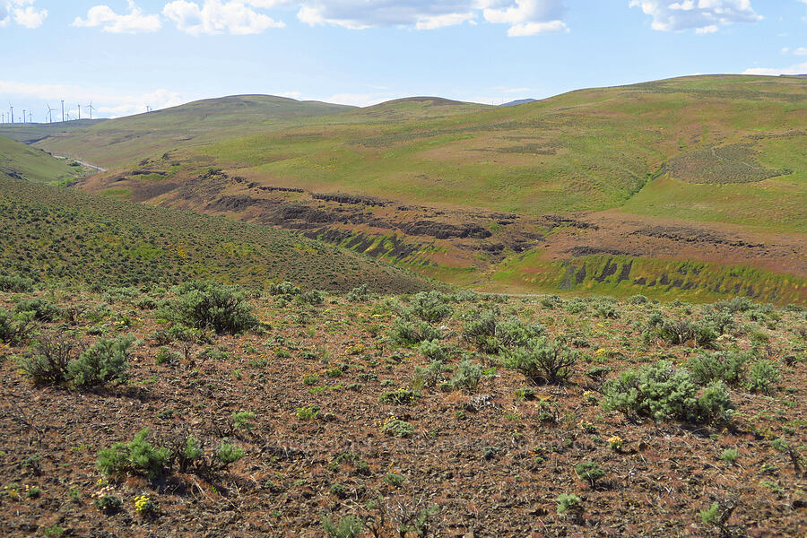 Schnebly Coulee [Ginkgo Petrified Forest State Park, Kittitas County, Washington]