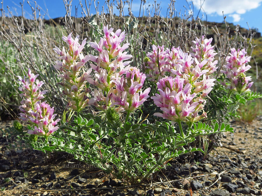 Columbia milk-vetch (Astragalus succumbens) [Basalt Gardens, Grant County, Washington]