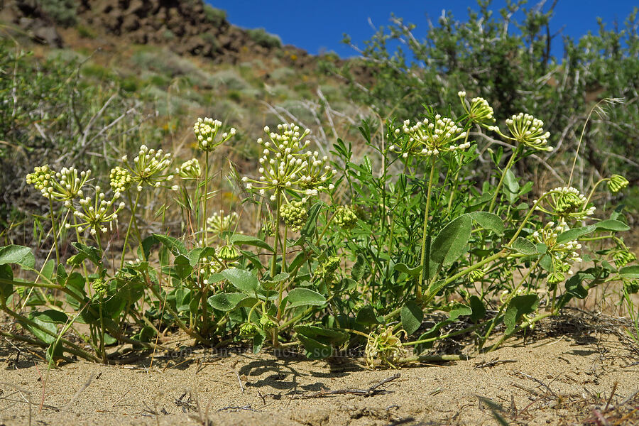 white sand-verbena (Abronia mellifera) [Basalt Gardens, Grant County, Washington]