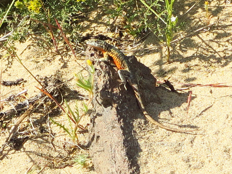 Nevada side-blotched lizard (Uta stansburiana nevadensis) [Basalt Gardens, Grant County, Washington]