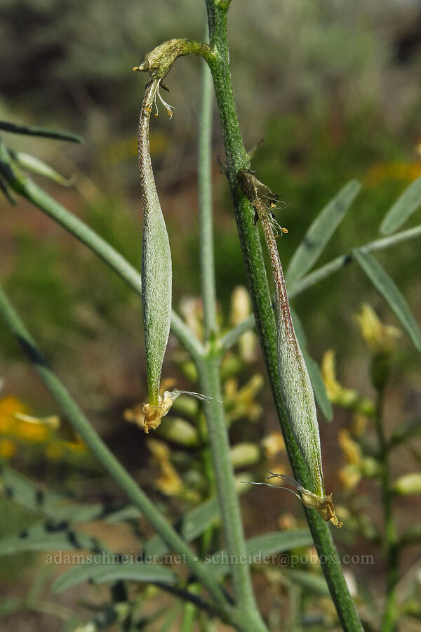 The Dalles milk-vetch seed pods (Astragalus sclerocarpus) [Basalt Gardens, Grant County, Washington]