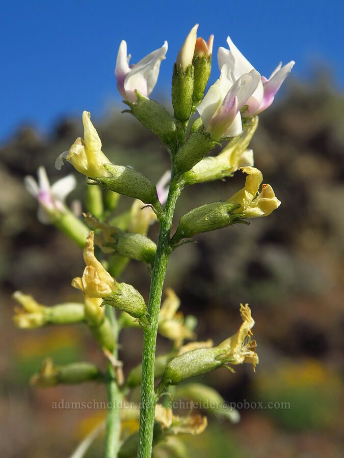 The Dalles milk-vetch (Astragalus sclerocarpus) [Basalt Gardens, Grant County, Washington]