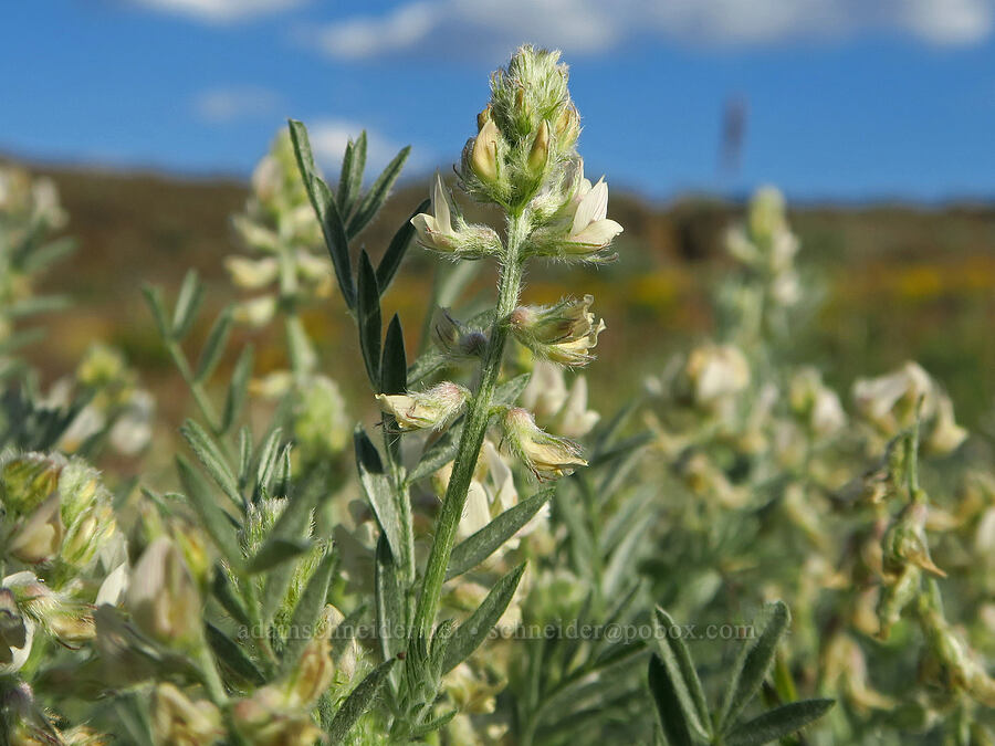 buckwheat milk-vetch (Astragalus caricinus (Astragalus lyallii var. caricinus)) [Basalt Pillars, Grant County, Washington]