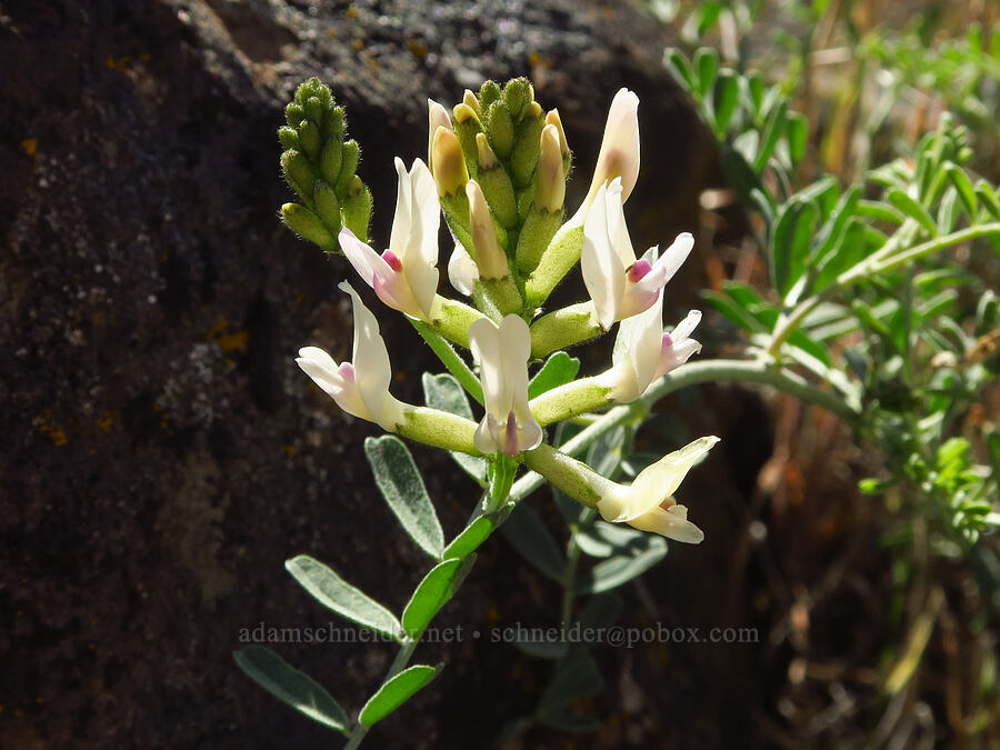 spiral-pod milk-vetch (Astragalus speirocarpus) [Umtanum Ridge, Kittitas County, Washington]