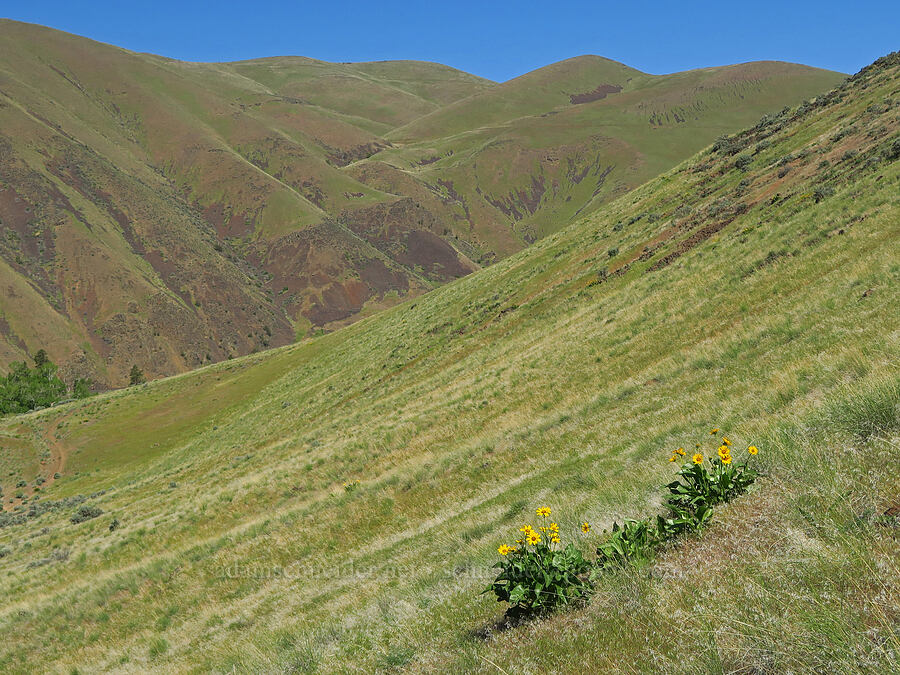 balsamroot & Yakima River Canyon (Balsamorhiza sp.) [Umtanum Ridge, Kittitas County, Washington]