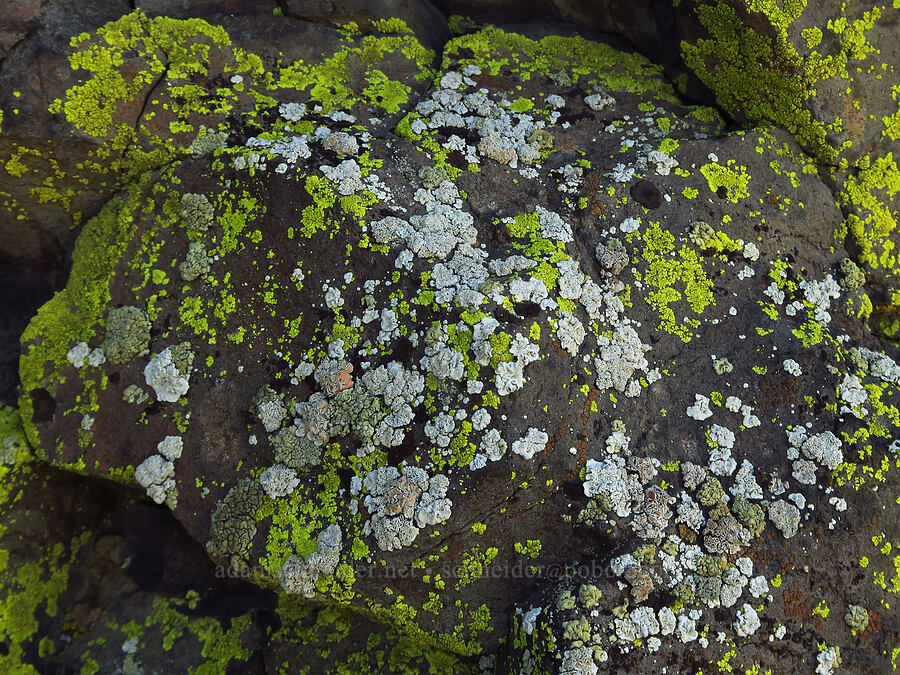 colorful crustose lichen [Umtanum Ridge, Kittitas County, Washington]