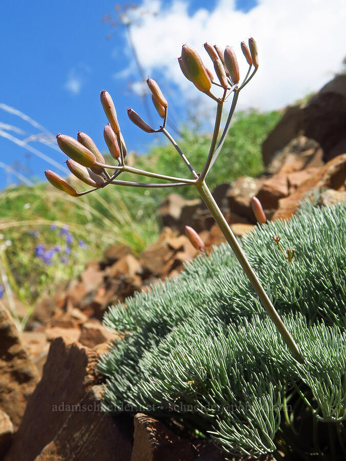 Hoover's desert parsley, going to seed (Lomatium tuberosum) [Umtanum Ridge, Kittitas County, Washington]