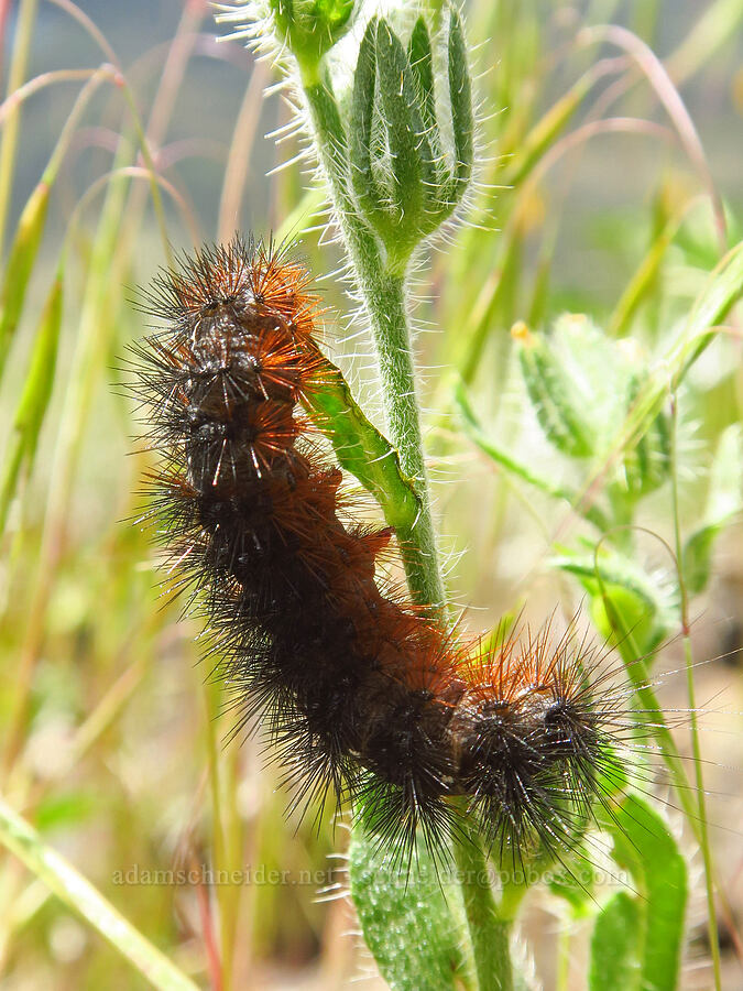 Nevada tiger moth caterpillar (Apantesis nevadensis (Grammia nevadensis)) [Umtanum Ridge, Kittitas County, Washington]