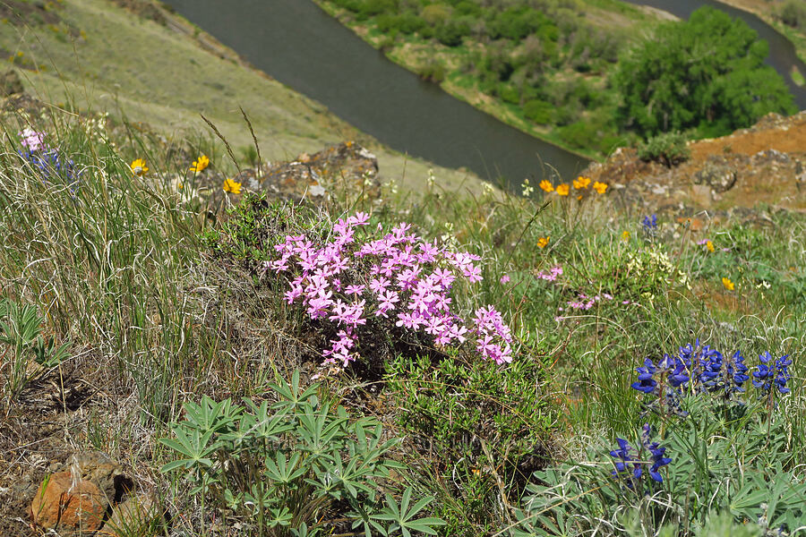 wildflowers (Phlox speciosa, Balsamorhiza hookeri, Lupinus saxosus (Lupinus polyphyllus var. saxosus)) [Baldy Mountain Trail, Kittitas County, Washington]