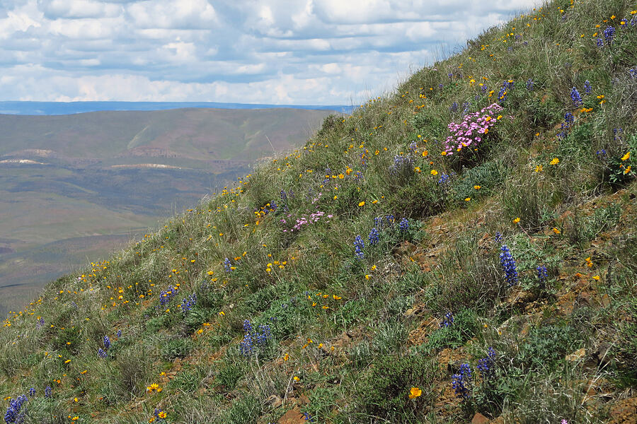wildflowers (Balsamorhiza hookeri, Phlox speciosa, Lupinus sp.) [Baldy Mountain Trail, Kittitas County, Washington]