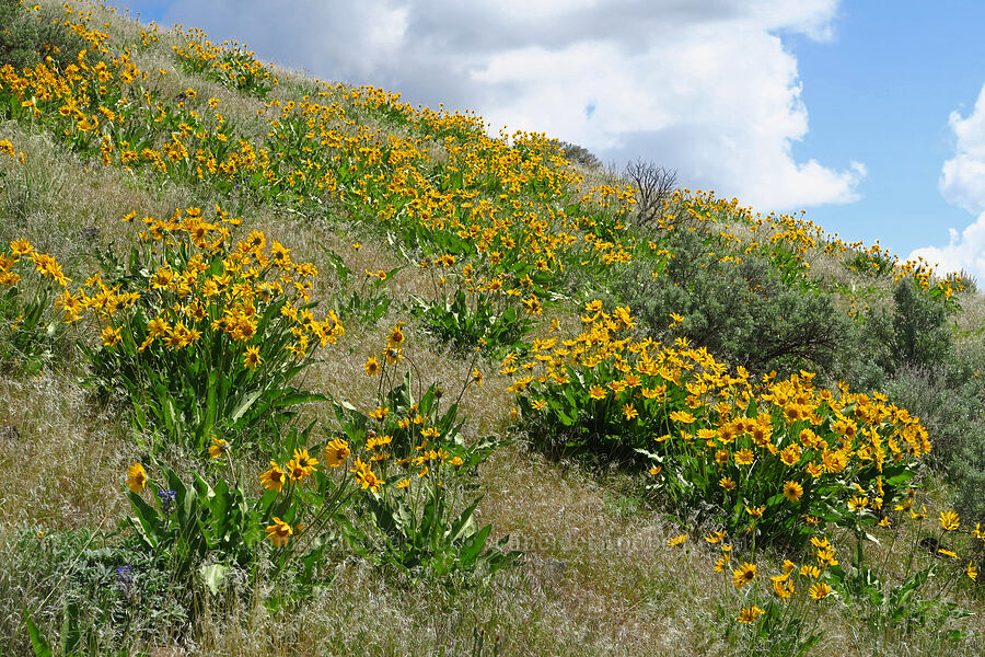 balsamroot (Balsamorhiza sp.) [Baldy Mountain Trail, Kittitas County, Washington]