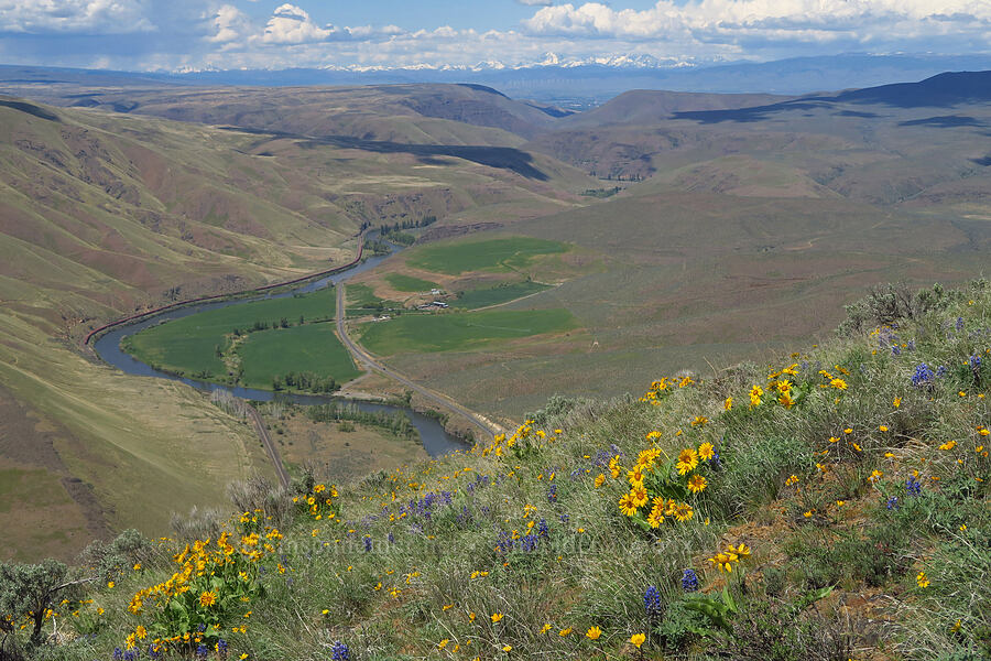 wildflowers & Yakima Canyon (Balsamorhiza careyana, Balsamorhiza hookeri, Lupinus sp.) [Baldy Mountain Trail, Kittitas County, Washington]