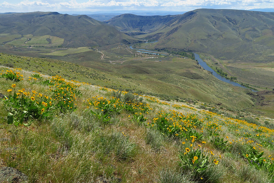 Carey's balsamroot & the Yakima River (Balsamorhiza careyana) [Baldy Mountain Trail, Kittitas County, Washington]