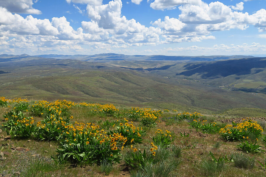 balsamroot (Balsamorhiza sp.) [Baldy Mountain Trail, Kittitas County, Washington]