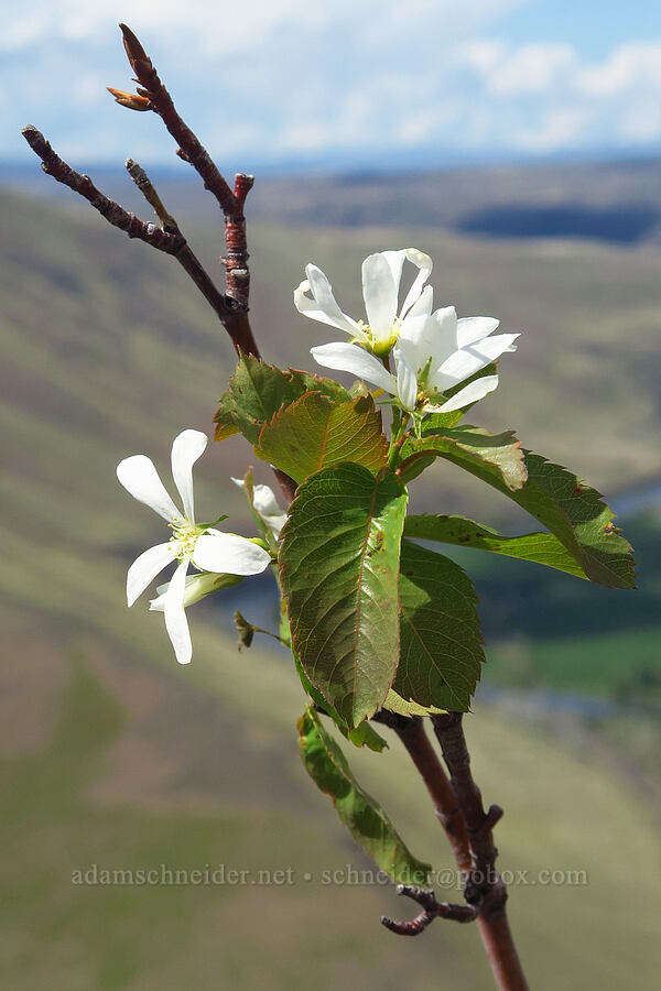 serviceberry flowers (Amelanchier alnifolia) [Baldy Mountain Trail, Kittitas County, Washington]