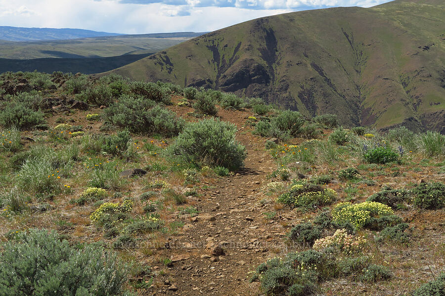 buckwheat & sagebrush (Eriogonum sp., Artemisia sp.) [Baldy Mountain Trail, Kittitas County, Washington]