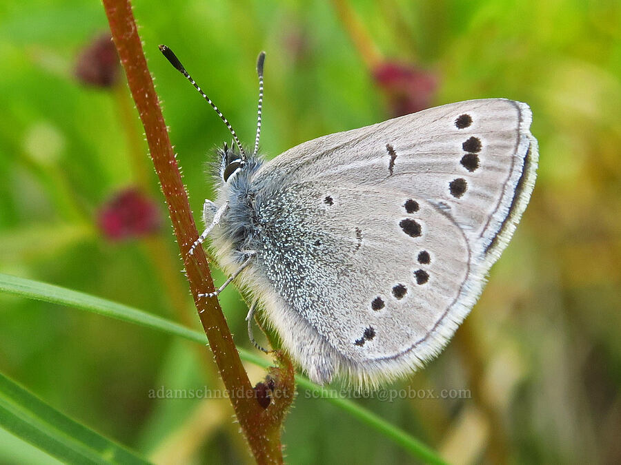 silvery blue butterfly (Glaucopsyche lygdamus) [Umtanum Creek Canyon, Kittitas County, Washington]