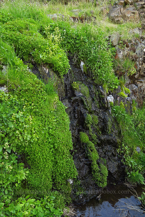 weeping wall [Umtanum Creek Canyon, Kittitas County, Washington]
