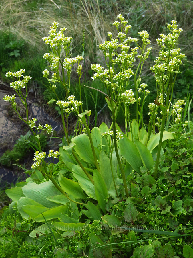 saxifrage (Micranthes sp. (Saxifraga sp.)) [Umtanum Creek Canyon, Kittitas County, Washington]