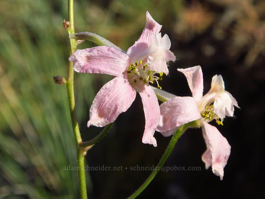 pink larkspur (Delphinium nuttallianum) [Umtanum Creek Canyon, Kittitas County, Washington]