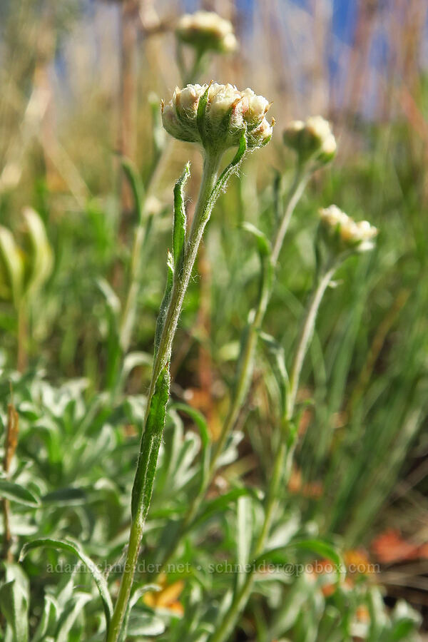 pussy-toes (Antennaria sp.) [Umtanum Creek Canyon, Kittitas County, Washington]