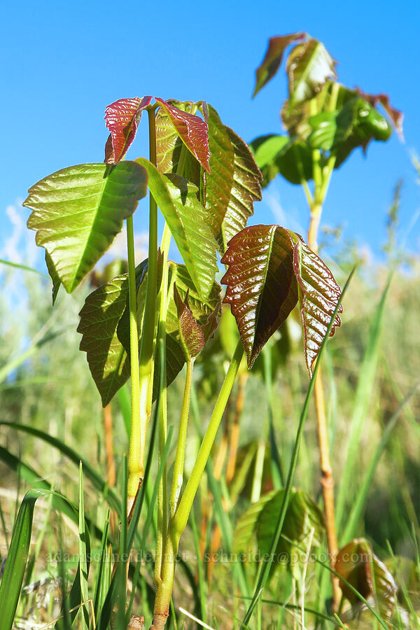 western poison-ivy (Toxicodendron rydbergii (Rhus rydbergii)) [Umtanum Creek Canyon, Kittitas County, Washington]