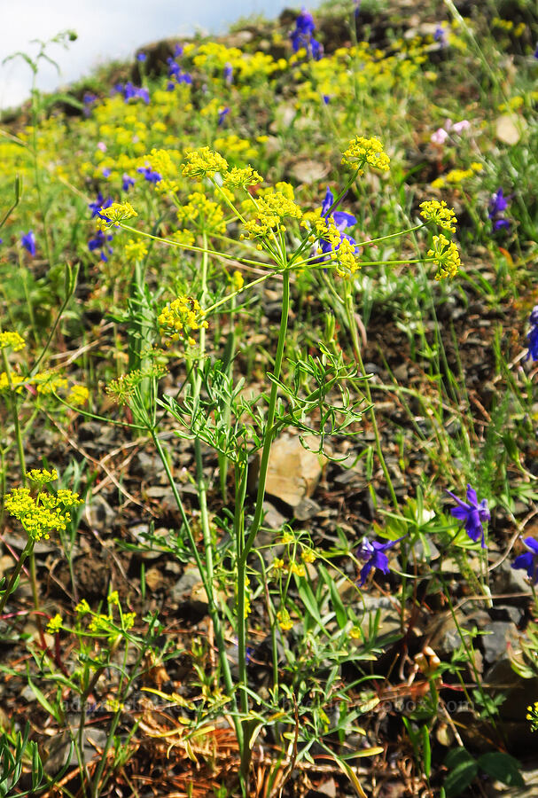 swale desert parsley (Lomatium ambiguum) [Anatone Butte, Umatilla National Forest, Asotin County, Washington]