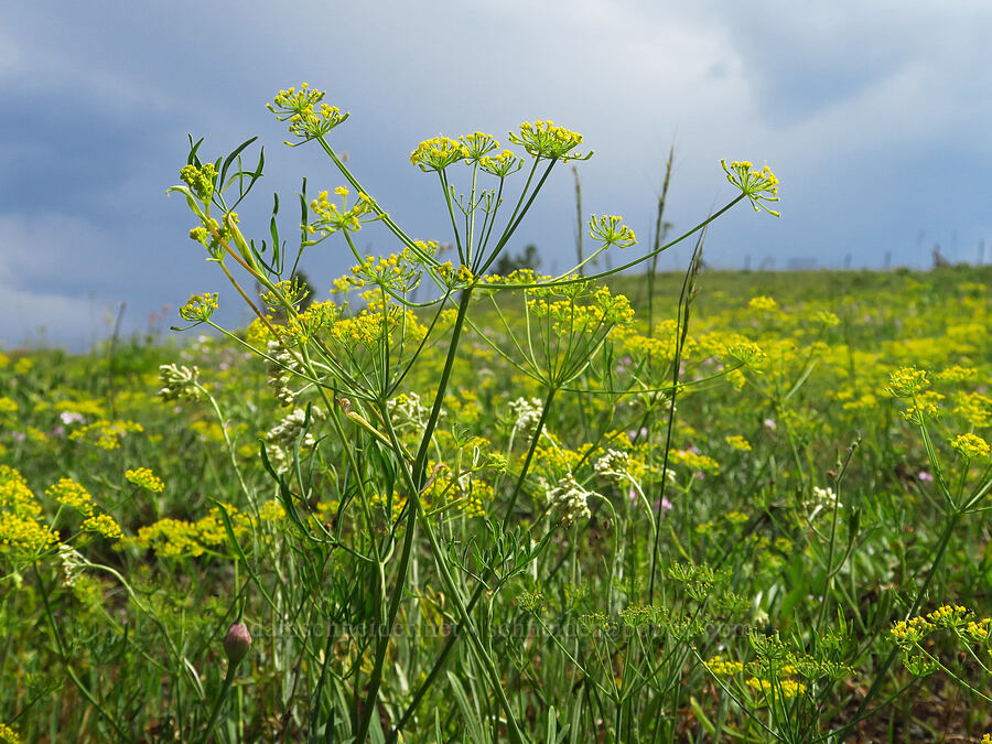 desert parsley (which?) (Lomatium sp.) [Anatone Butte, Umatilla National Forest, Asotin County, Washington]
