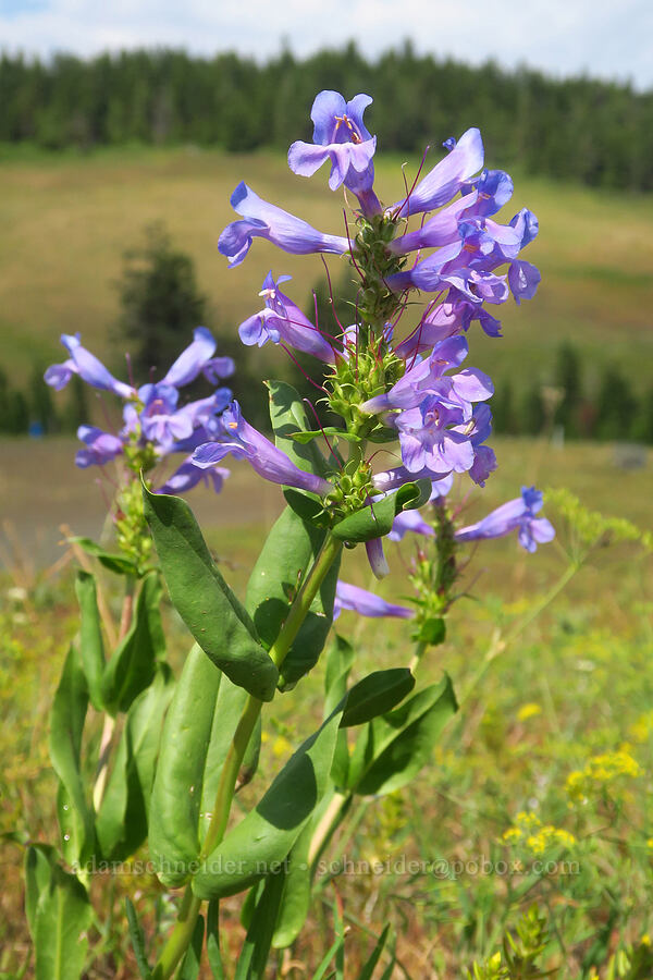 Blue Mountain penstemon (Penstemon pennellianus) [Anatone Butte, Umatilla National Forest, Asotin County, Washington]