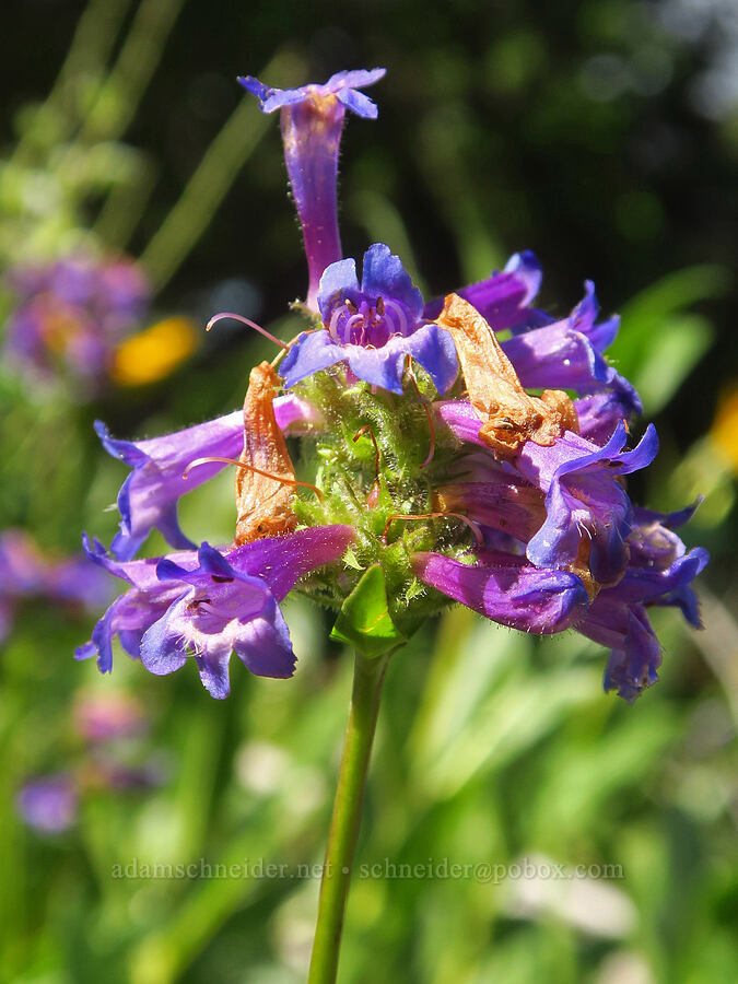 sulphur penstemon (Penstemon attenuatus var. attenuatus) [Anatone Butte, Umatilla National Forest, Asotin County, Washington]