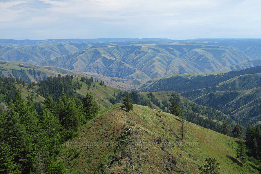 Blue Mountains [Anatone Butte, Umatilla National Forest, Asotin County, Washington]