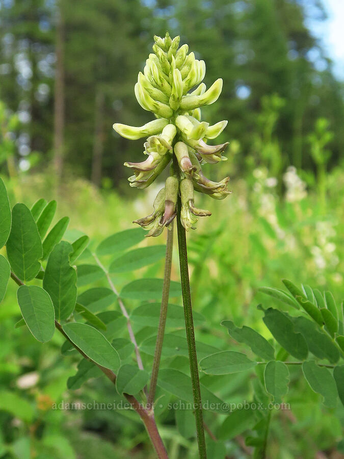 Morton's Canadian milk-vetch (Astragalus canadensis var. mortonii) [Forest Road 4304, Umatilla National Forest, Asotin County, Washington]