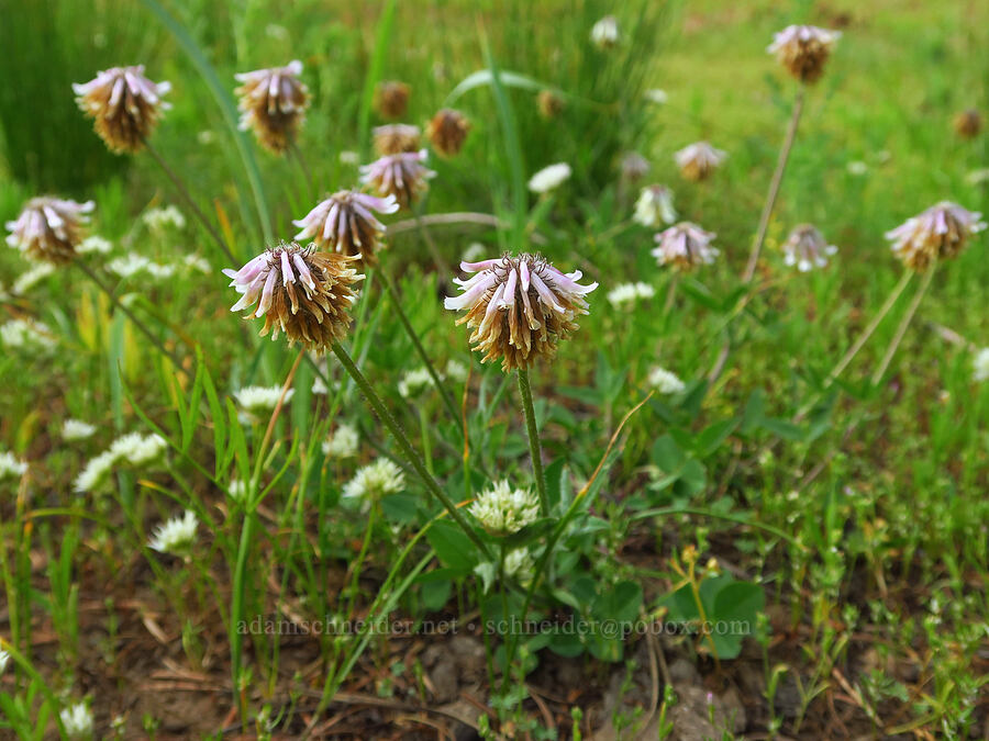 woolly-head clover (Trifolium eriocephalum ssp. arcuatum) [Forest Road 4304, Umatilla National Forest, Asotin County, Washington]