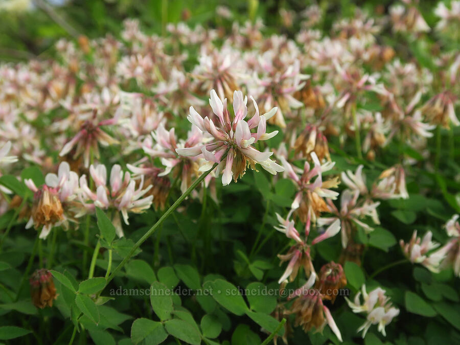 twin clover (Trifolium latifolium) [Forest Road 4304, Umatilla National Forest, Asotin County, Washington]
