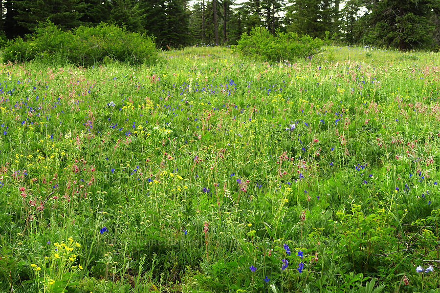 wildflowers [Forest Road 4304, Umatilla National Forest, Asotin County, Washington]