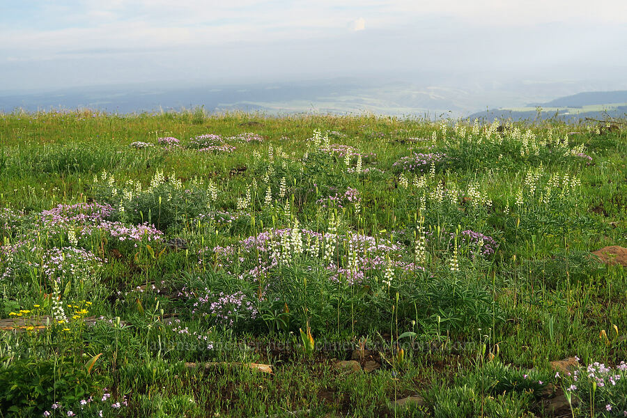 wildflowers [Forest Road 43, Umatilla National Forest, Asotin County, Washington]