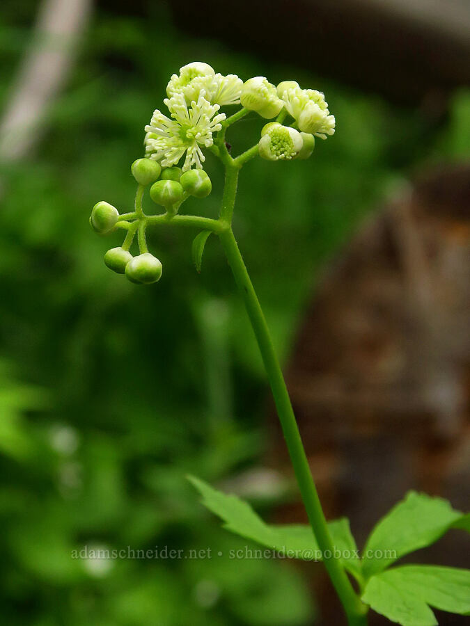false bugbane (Trautvetteria caroliniensis) [Wickiup Spring, Umatilla National Forest, Garfield County, Washington]