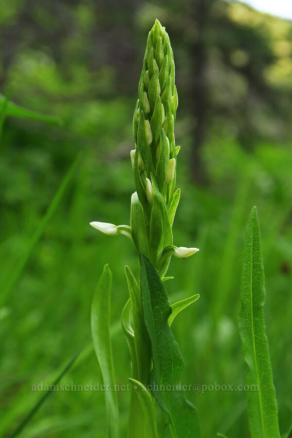 white bog orchid, budding (Platanthera dilatata (Habenaria dilatata)) [Wickiup Spring, Umatilla National Forest, Garfield County, Washington]