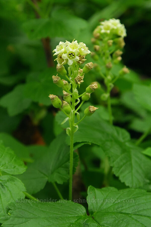 northern currant (Ribes hudsonianum) [Wickiup Spring, Umatilla National Forest, Garfield County, Washington]